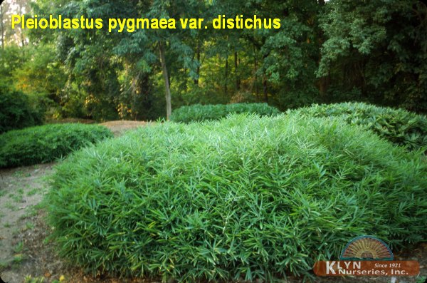 PLEIOBLASTUS pygmaea v. distichus - Dwarf Fernleaf Bamboo