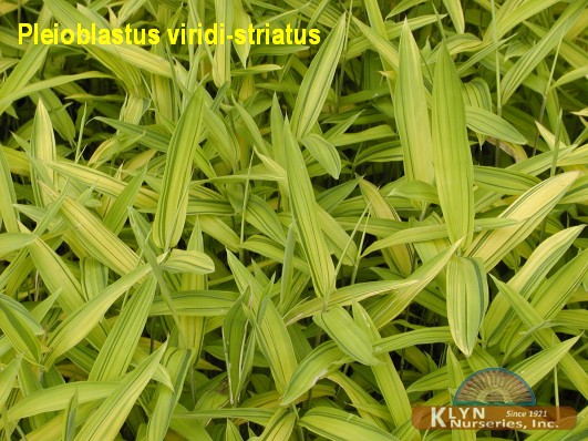 PLEIOBLASTUS viridi-striatus - Dwarf Yellow-Stripe Bamboo