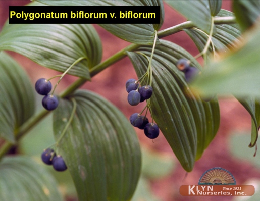 POLYGONATUM biflorum v. biflorum - Smooth Solomon's Seal