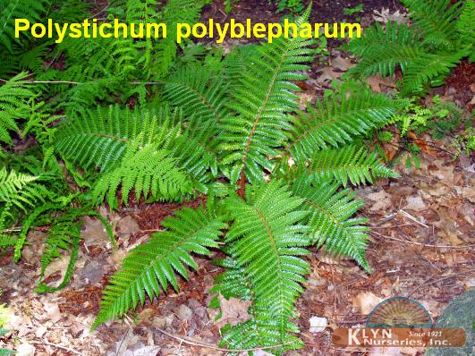 POLYSTICHUM polyblepharum - Tassel Fern