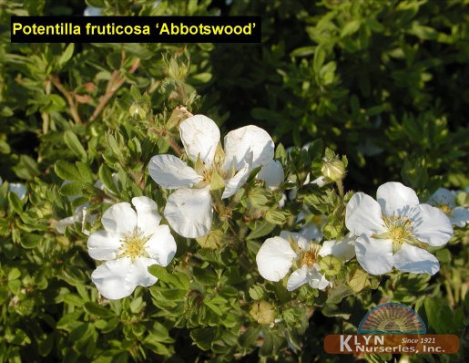 POTENTILLA fruticosa 'Abbotswood' - Abbottswood Potentilla