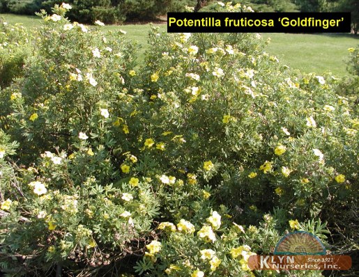 POTENTILLA fruticosa 'Goldfinger' - Goldfinger Potentilla