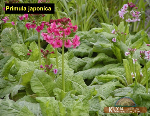 PRIMULA japonica - Japanese Primrose
