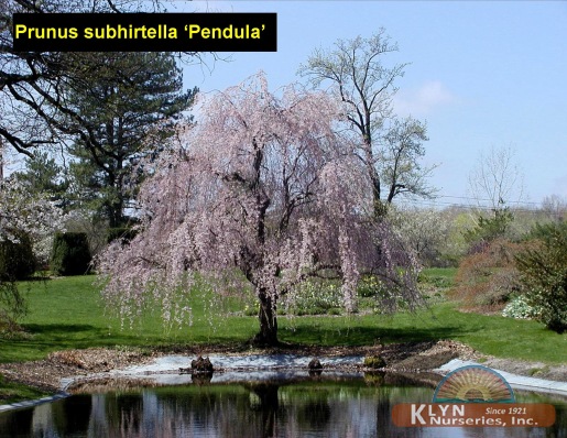 PRUNUS subhirtella 'Pendula' - Weeping Japanese Cherry