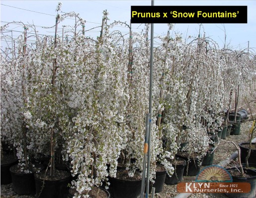 PRUNUS x Snow Fountains® - Snow Fountains® Weeping Cherry