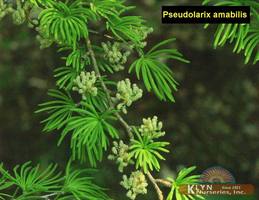 PSEUDOLARIX amabilis - Golden Larch