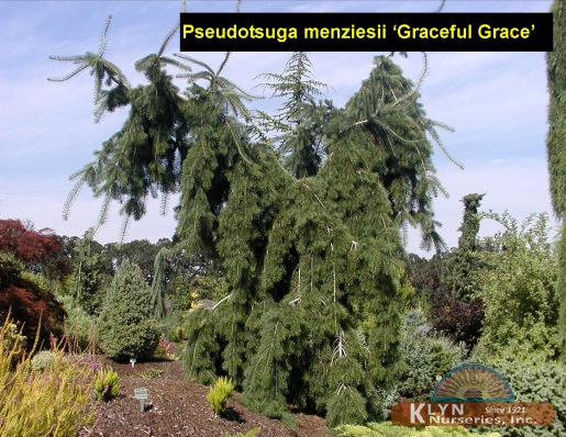 PSEUDOTSUGA menziesii 'Graceful Grace' - Graceful Grace Douglas Fir