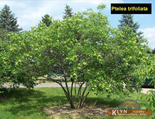 PTELEA trifoliata - Hop Tree