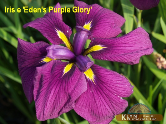 IRIS ensata 'Eden's Purple Glory' - Japanese Iris