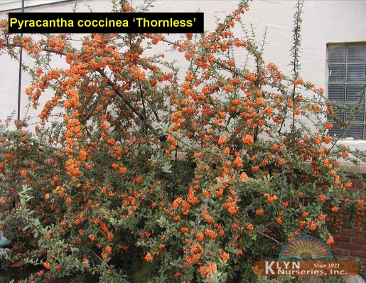 PYRACANTHA coccinea 'Thornless' - Thornless Firethorn