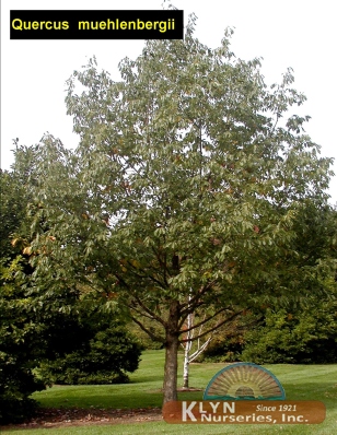 QUERCUS muehlenbergii - Chinquapin Oak