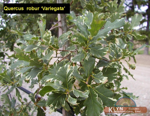 QUERCUS robur 'Variegata' - Variegated English Oak