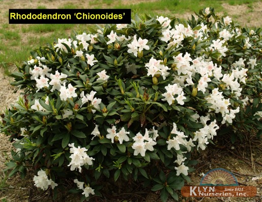 RHODODENDRON 'Chionoides' - Chionides Rhododendron