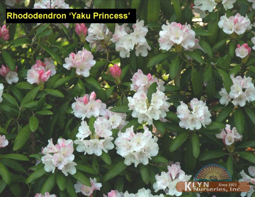 RHODODENDRON 'Yaku Princess' - Yaku Princess Rhododendron