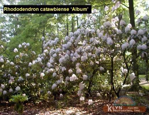 RHODODENDRON catawbiense 'Album' - Catawbiense Album Rhododendron