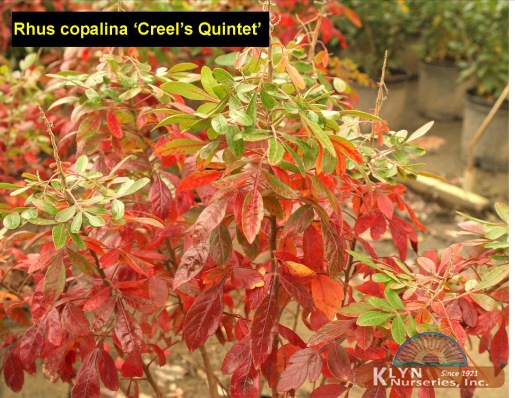 RHUS copallinum 'Creel's Quintet' - Creel's Quintet Shining Sumac