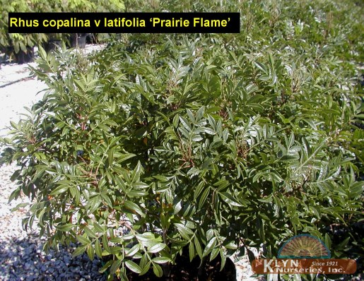 RHUS copalina v. latifolia ‘Prairie Flame’™