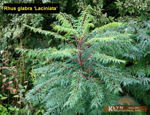 RHUS glabra 'Laciniata' - Cutleaf Smooth Sumac