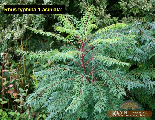 RHUS typhina 'Laciniata' - Cutleaf Staghorn Sumac