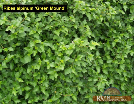 RIBES alpinum ‘Green Mound’