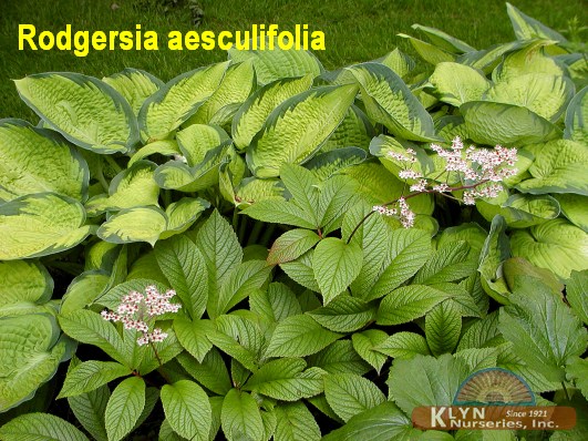 RODGERSIA aesculifolia - Fingerleaf Rogersflower