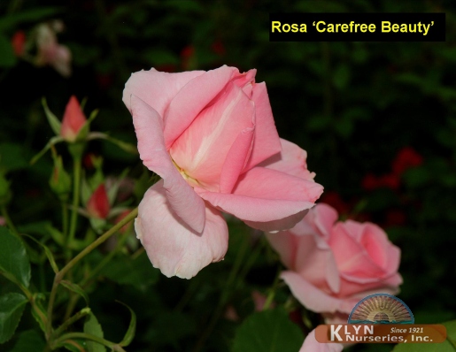 ROSA Carefree Beauty™ - Carefree Beauty™ Rose