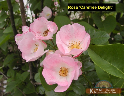 ROSA Carefree Delight™