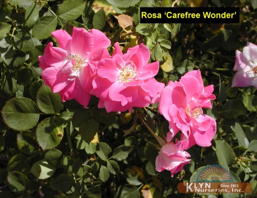 ROSA Carefree Wonder™ - Carefree Wonder™ Rose