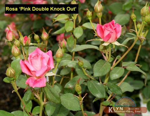 ROSA Pink Double Knock Out® - Pink Double Knock Out® Rose