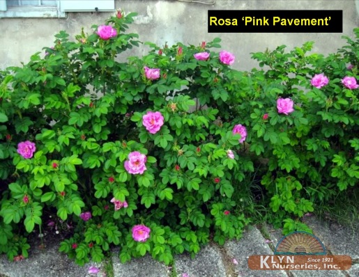 ROSA 'Pink Pavement' - Pink Pavement Rose