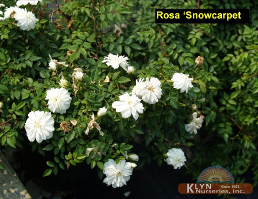 ROSA 'Snowcarpet' - Snowcarpet Rose