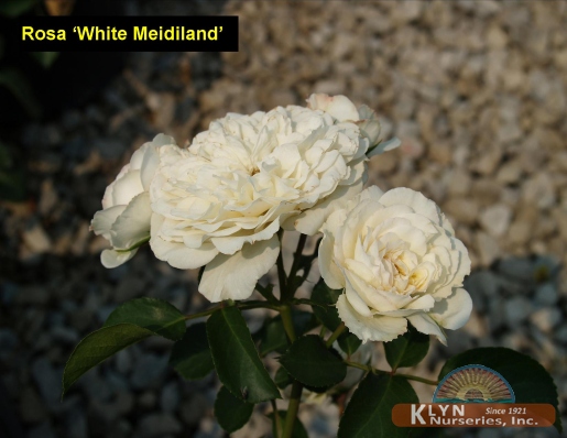 ROSA White Meidiland® - White Meidiland® Rose