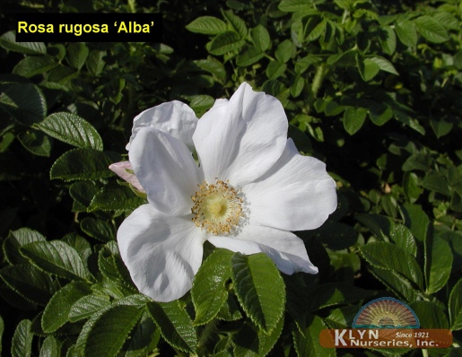 ROSA rugosa 'Alba' - White Rugosa Rose