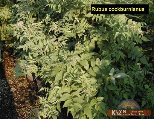 RUBUS cockburnianus - White Stemmed Bramble