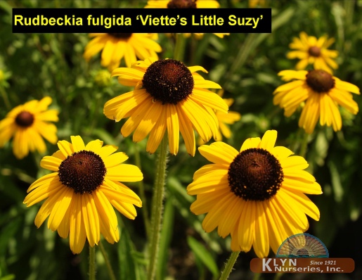 RUDBECKIA fulgida 'Viette's Little Suzy' - Little Suzy Black-eyed Susan
