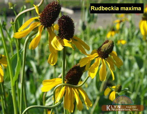 RUDBECKIA maxima - Great Coneflower