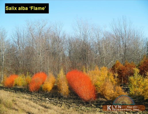 SALIX alba 'Flame' - Flame Willow