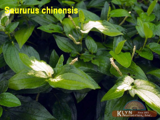SAURURUS chinensis
