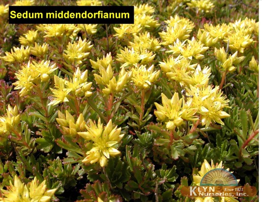 SEDUM middendorffianum - Yellow Sedum
