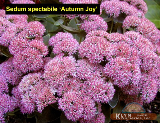 SEDUM spectabile 'Autumn Joy' - Autumn Joy Sedum