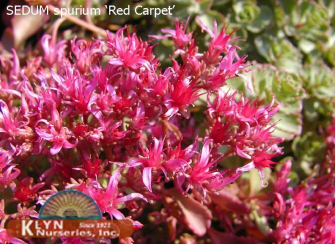 SEDUM spurium 'Red Carpet' - Red Carpet Sedum