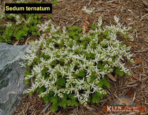SEDUM ternatum - Woodland Stonecrop