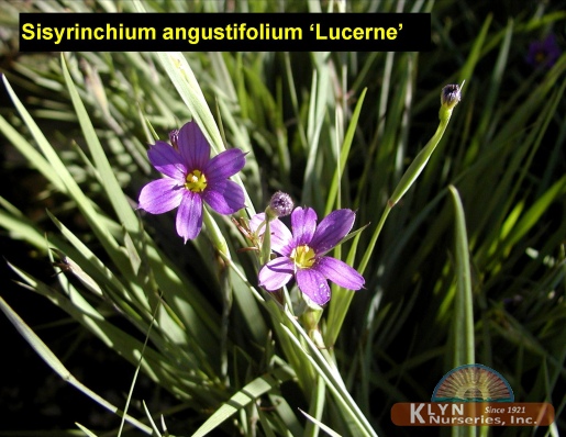 SISYRINCHIUM angustifolium 'Lucerne' - Lucerne Blue-eyed Grass