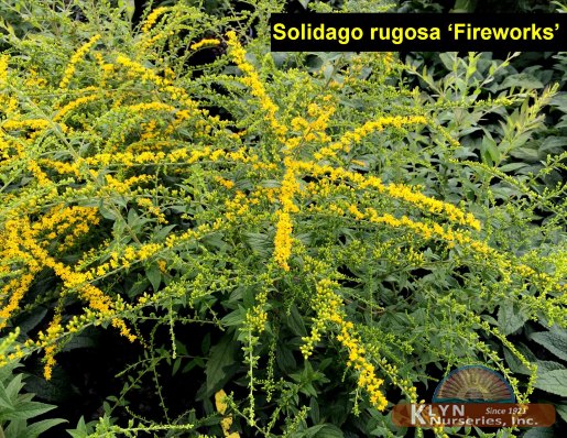 SOLIDAGO rugosa 'Fireworks' - Fireworks Goldenrod