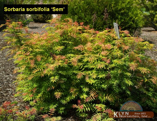 SORBARIA sorbifolia 'Sem' - Sem False Spirea