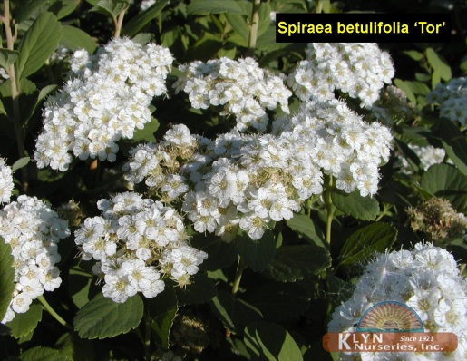 SPIRAEA betulifolia 'Tor' - Tor Spirea