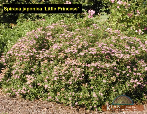 SPIRAEA japonica 'Little Princess'