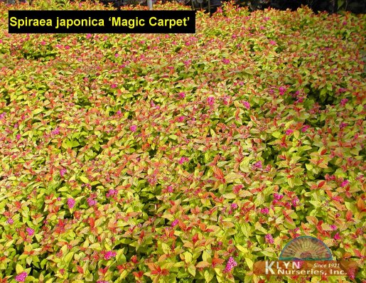 SPIRAEA japonica Magic Carpet - Magic Carpet Spirea