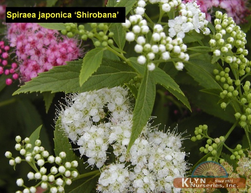  SPIRAEA japonica 'Shirobana' - Shirobana Spirea