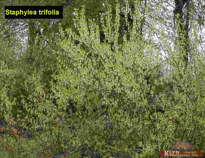 STAPHYLEA trifolia - American Bladdernut